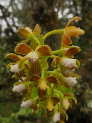 Epidendrum