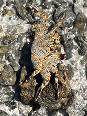 Grapsus