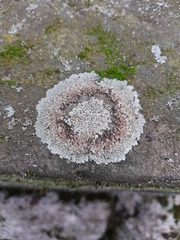 Protoparmeliopsis muralis