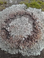 Protoparmeliopsis muralis