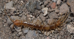 Lithobius pyrenaicus