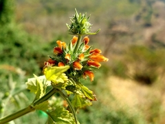 Leonotis nepetifolia