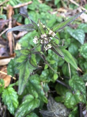 Valeriana hsui