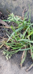 Poa annua