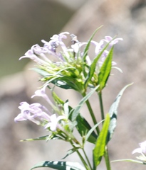 Conostomium natalense