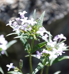 Conostomium natalense