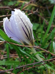 Crocus