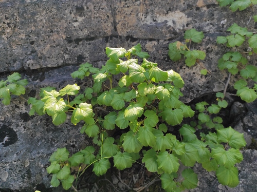 Ribes fragrans (Ribes fragrans)