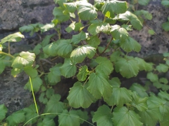 Ribes fragrans