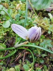 Crocus
