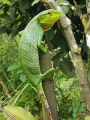 Polychrus gutturosus