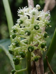 Phytolacca japonica