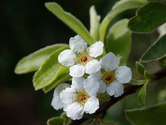 Spiraea prunifolia pseudoprunifolia