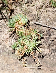 Psammotropha mucronata