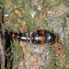 Sepedophilus