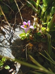 Lobelia oligophylla