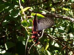 Byasa polyeuctes termessus