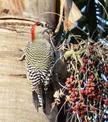 Melanerpes superciliaris