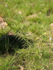 Chamaecrista mimosoides