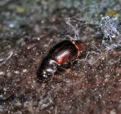 Acrulia inflata