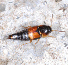 Tachyporus hypnorum