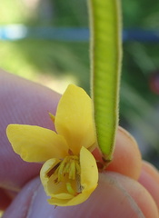 Chamaecrista mimosoides