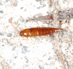 Sepedophilus nigripennis