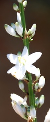 Chlorophytum krookianum