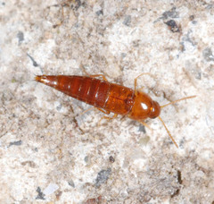 Sepedophilus nigripennis