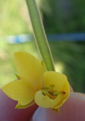 Chamaecrista mimosoides