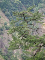 Pinus morrisonicola