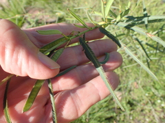 Chamaecrista mimosoides