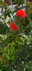 Calliandra trinervia