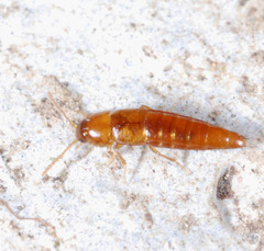 Sepedophilus nigripennis