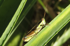 Scotussa impudica