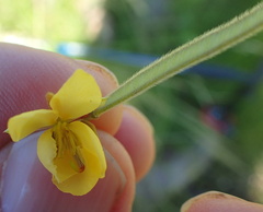 Chamaecrista mimosoides