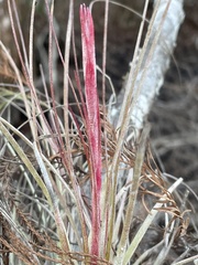 Tillandsia × floridana