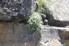 Helichrysum chionosphaerum