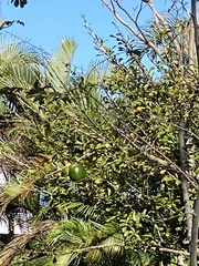 Crescentia cujete