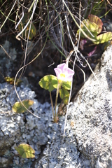 Oxalis obliquifolia