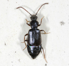 Omaliinae