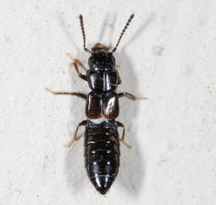 Platystethus