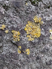 Xanthoria parietina