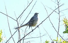 Mimus gundlachii