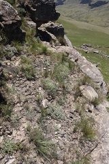 Helichrysum chionosphaerum