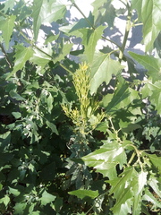 Erysimum marschallianum