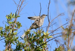 Mimus gundlachii