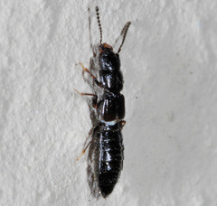 Platystethus