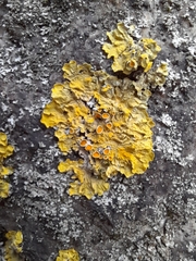Xanthoria parietina