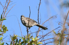 Mimus gundlachii